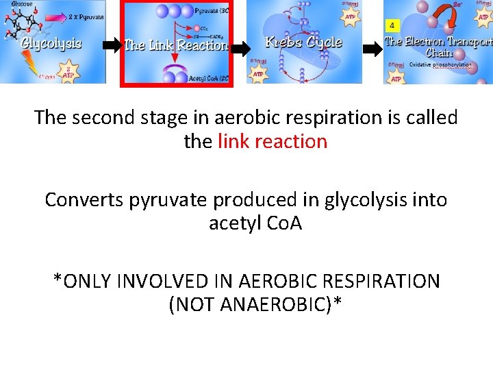 The second stage in aerobic respiration is called the link reaction Converts pyruvate produced