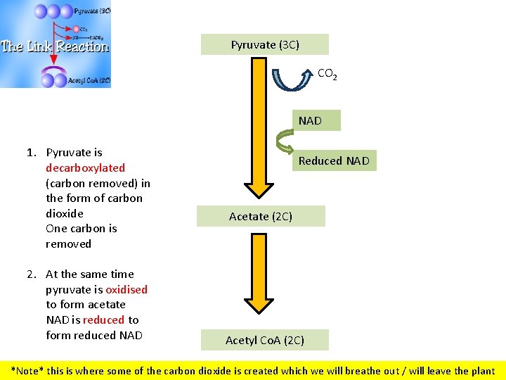 Pyruvate (3 C) CO 2 NAD 1. Pyruvate is decarboxylated (carbon removed) in the