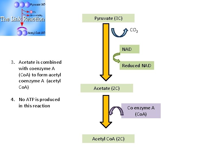 Pyruvate (3 C) CO 2 NAD 3. Acetate is combined with coenzyme A (Co.