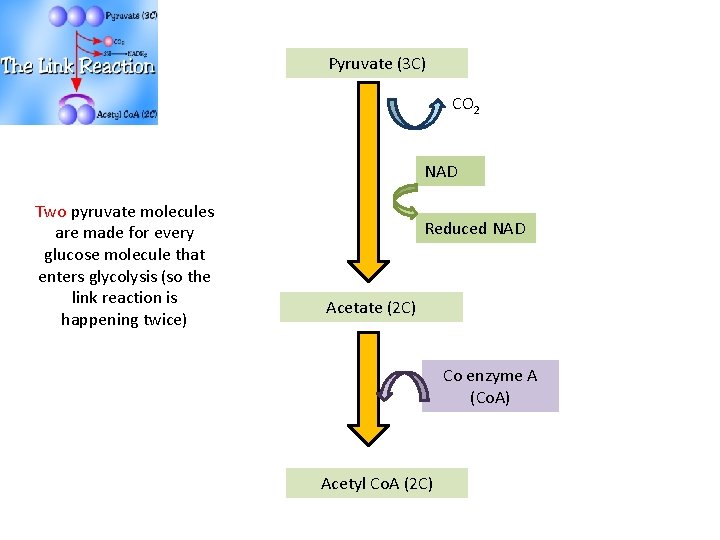 Pyruvate (3 C) CO 2 NAD Two pyruvate molecules are made for every glucose