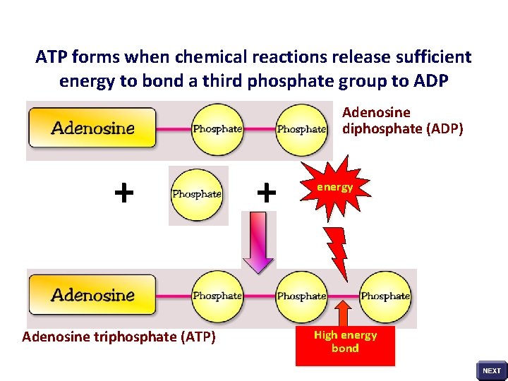 ATP forms when chemical reactions release sufficient energy to bond a third phosphate group