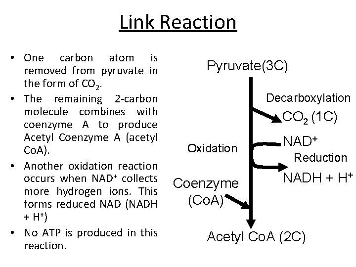 Link Reaction • One carbon atom is removed from pyruvate in the form of