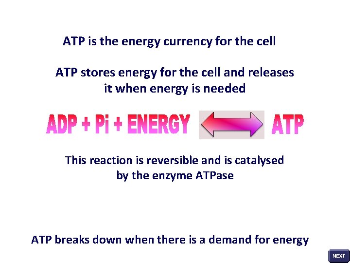 ATP is the energy currency for the cell ATP stores energy for the cell