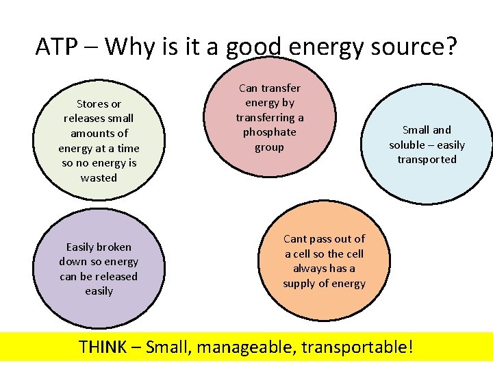 ATP – Why is it a good energy source? Stores or releases small amounts