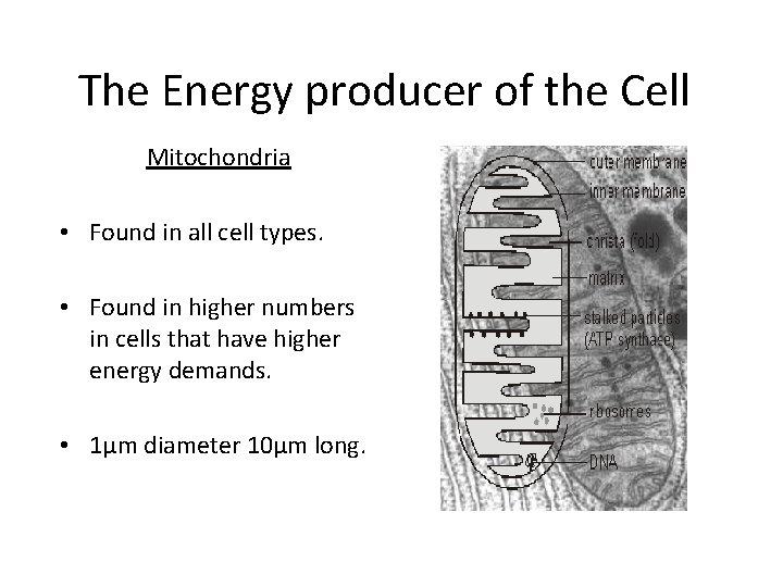 The Energy producer of the Cell Mitochondria • Found in all cell types. •