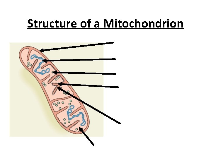 Structure of a Mitochondrion 