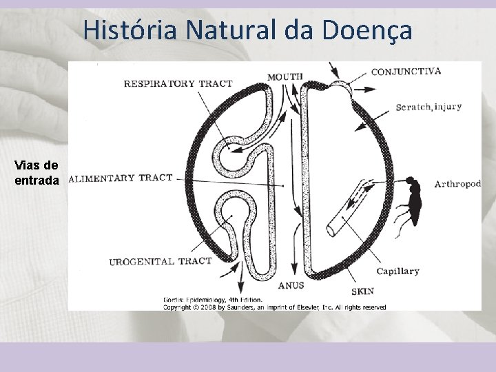 História Natural da Doença Vias de entrada 