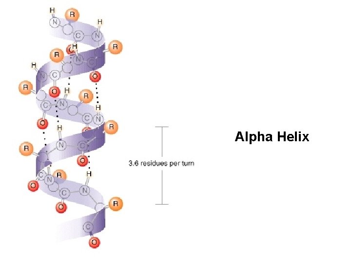Alpha Helix Alpha Helix