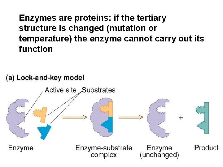 Enzymes are proteins: if the tertiary structure is changed (mutation or temperature) the enzyme Enzymes are proteins: if the tertiary structure is changed (mutation or temperature) the enzyme
