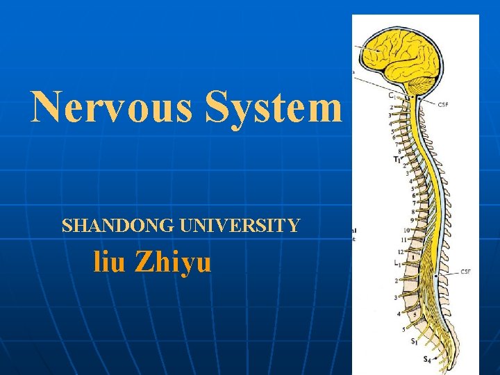 Nervous System SHANDONG UNIVERSITY liu Zhiyu 