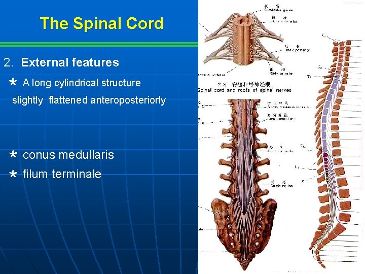 The Spinal Cord 2. External features ＊ A long cylindrical structure slightly flattened anteroposteriorly