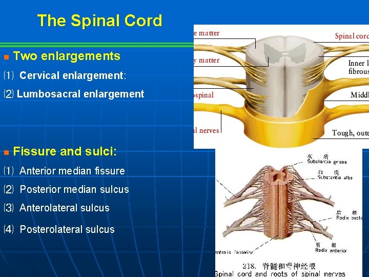 The Spinal Cord n Two enlargements ⑴ Cervical enlargement: ⑵ Lumbosacral enlargement n Fissure