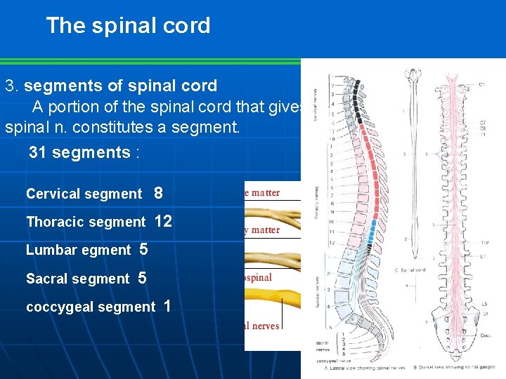 The spinal cord 3. segments of spinal cord A portion of the spinal cord