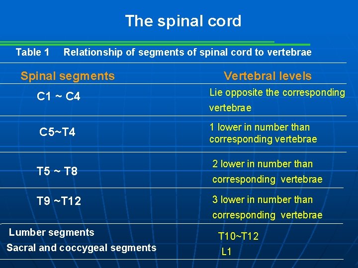 The spinal cord Table 1 Relationship of segments of spinal cord to vertebrae Spinal