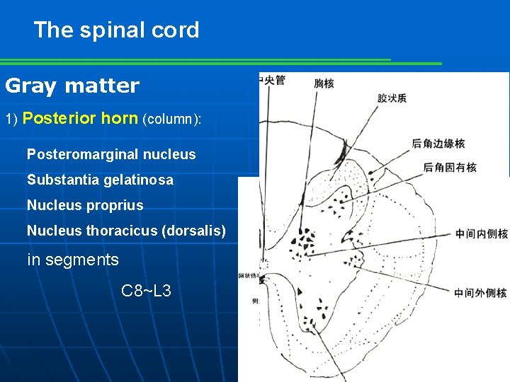The spinal cord Gray matter 1) Posterior horn (column): Posteromarginal nucleus Substantia gelatinosa Nucleus