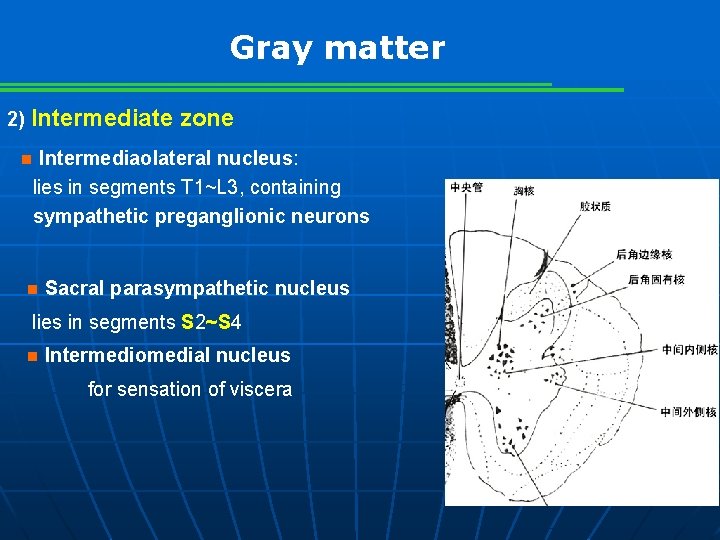 Gray matter 2) Intermediate zone Intermediaolateral nucleus: lies in segments T 1~L 3, containing