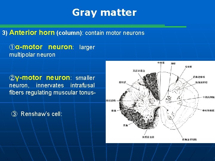 Gray matter 3) Anterior horn (column): contain motor neurons ①α-motor neuron: larger multipolar neuron