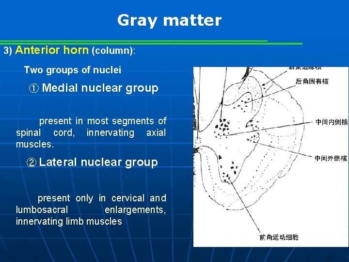 Gray matter 3) Anterior horn (column): Two groups of nuclei ① Medial nuclear group