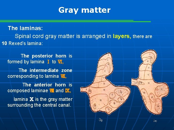 Gray matter The laminas: Spinal cord gray matter is arranged in layers, there are