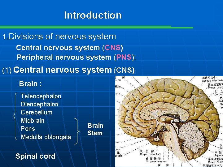 Introduction 1. Divisions of nervous system Central nervous system (CNS) Peripheral nervous system (PNS):