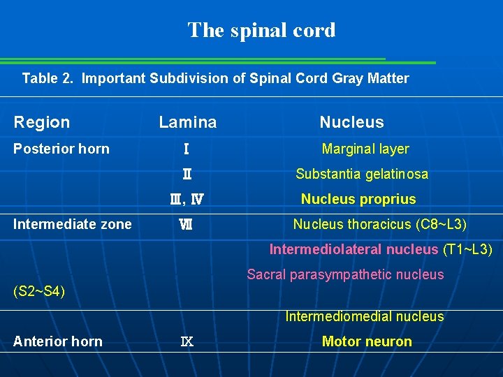 The spinal cord Table 2. Important Subdivision of Spinal Cord Gray Matter Region Posterior