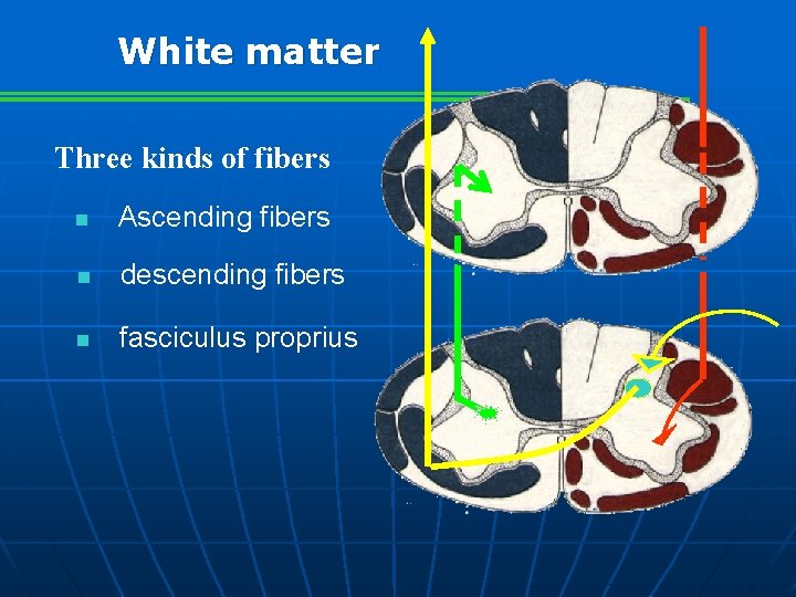 White matter Three kinds of fibers n Ascending fibers n descending fibers n fasciculus