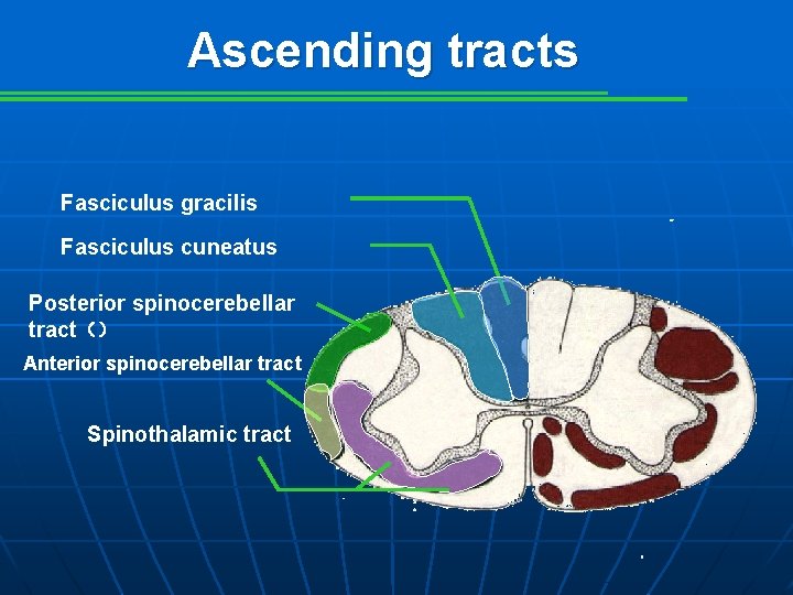 Ascending tracts Fasciculus gracilis Fasciculus cuneatus Posterior spinocerebellar tract（） Anterior spinocerebellar tract Spinothalamic tract