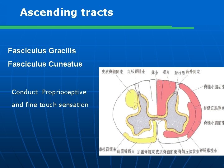 Ascending tracts Fasciculus Gracilis Fasciculus Cuneatus Conduct Proprioceptive and fine touch sensation 