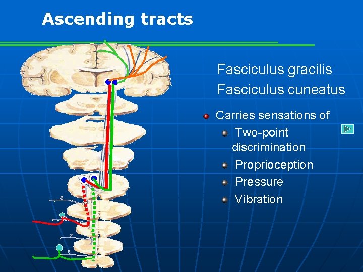 Ascending tracts Fasciculus gracilis Fasciculus cuneatus Carries sensations of Two-point discrimination Proprioception Pressure Vibration