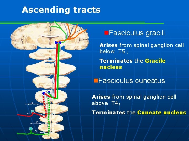 Ascending tracts n. Fasciculus gracili Arises from spinal ganglion cell below T 5 ；