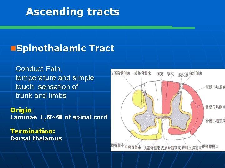 Ascending tracts n. Spinothalamic Tract Conduct Pain, temperature and simple touch sensation of trunk