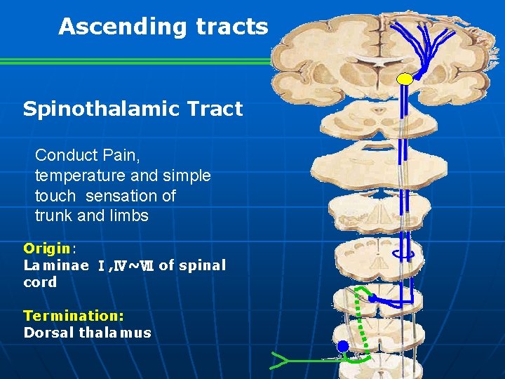 Ascending tracts Spinothalamic Tract Conduct Pain, temperature and simple touch sensation of trunk and