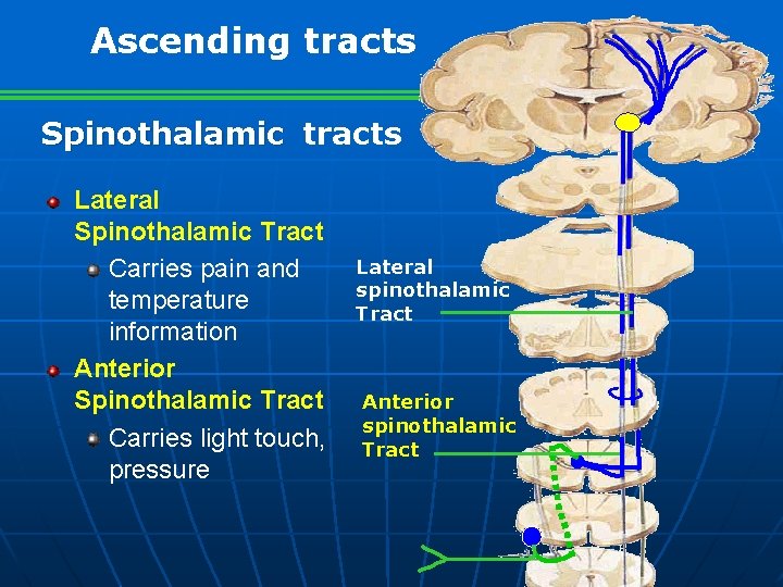 Ascending tracts Spinothalamic tracts Lateral Spinothalamic Tract Carries pain and temperature information Anterior Spinothalamic