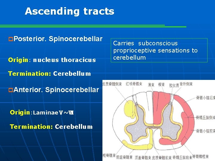 Ascending tracts p. Posterior. Spinocerebellar Origin: nucleus thoracicus Termination: Cerebellum p. Anterior. Spinocerebellar Origin: