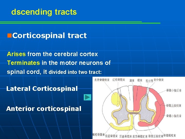 dscending tracts n. Corticospinal tract Arises from the cerebral cortex Terminates in the motor