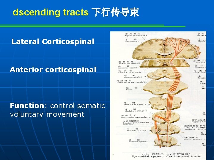 dscending tracts 下行传导束 Lateral Corticospinal Anterior corticospinal Function: control somatic voluntary movement 