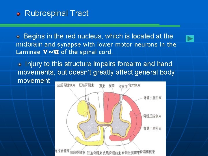 Rubrospinal Tract Begins in the red nucleus, which is located at the midbrain and