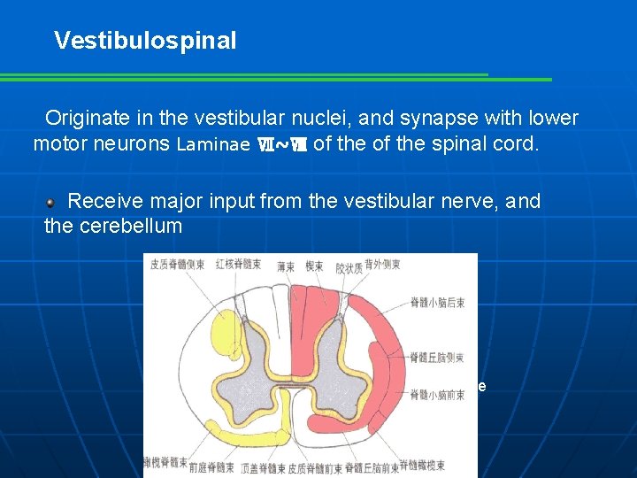 Vestibulospinal Originate in the vestibular nuclei, and synapse with lower motor neurons Laminae Ⅶ~Ⅷ