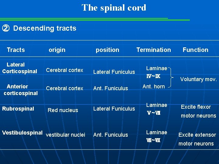 The spinal cord ② Descending tracts Tracts Lateral Corticospinal Anterior corticospinal Rubrospinal origin Cerebral