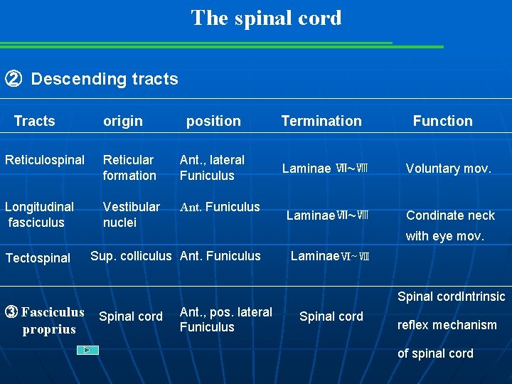 The spinal cord ② Descending tracts Tracts origin position Reticulospinal Reticular formation Ant. ,