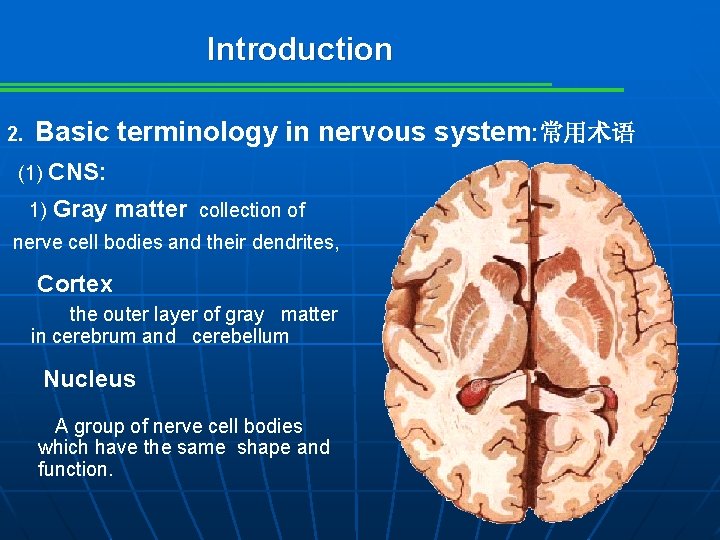 Introduction 2. Basic terminology in nervous system: 常用术语 (1) CNS: 1) Gray matter collection