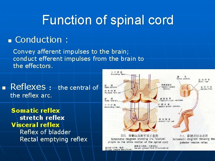 Function of spinal cord n Conduction : Convey afferent impulses to the brain; conduct