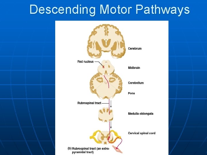 Descending Motor Pathways 