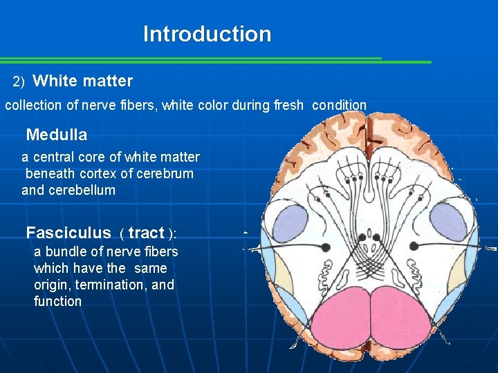 Introduction 2) White matter collection of nerve fibers, white color during fresh condition Medulla