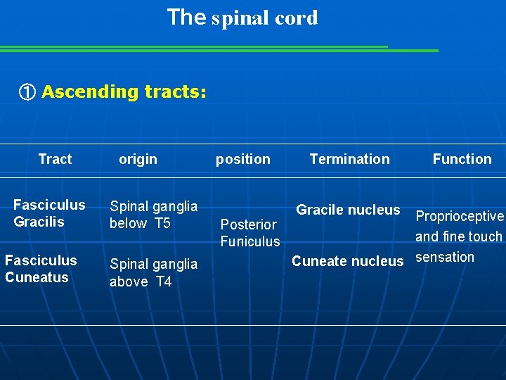 The spinal cord ① Ascending tracts: Tract Fasciculus Gracilis Fasciculus Cuneatus origin Spinal ganglia