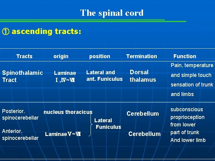 The spinal cord ① ascending tracts: Tracts origin position Termination Function Pain, temperature Spinothalamic