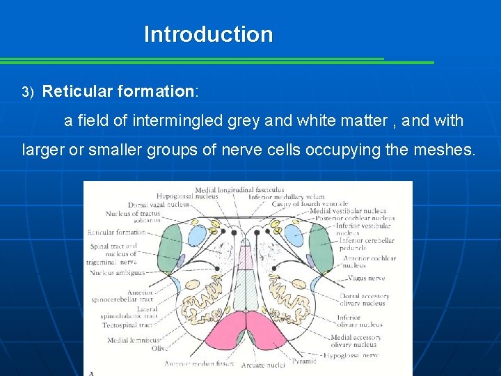 Introduction 3) Reticular formation: a field of intermingled grey and white matter , and