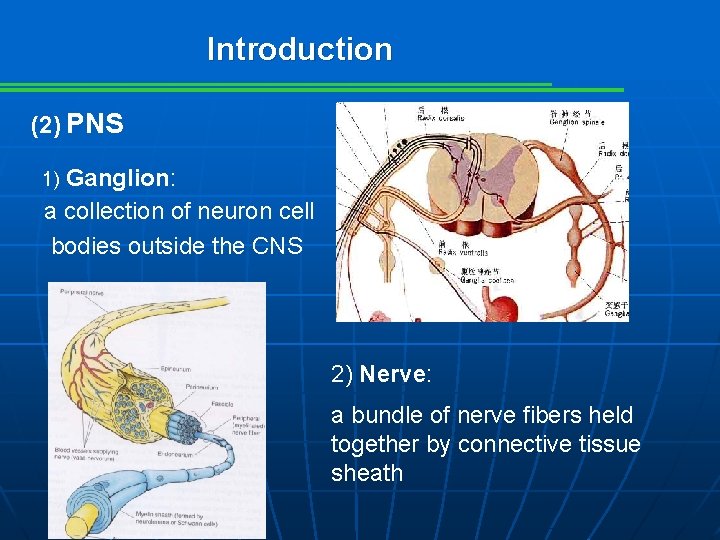 Introduction (2) PNS 1) Ganglion: a collection of neuron cell bodies outside the CNS