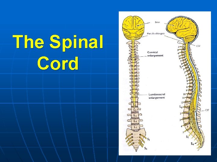 The Spinal Cord 