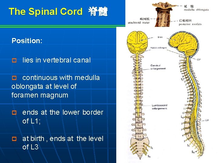 The Spinal Cord 脊髓 Position: p lies in vertebral canal continuous with medulla oblongata